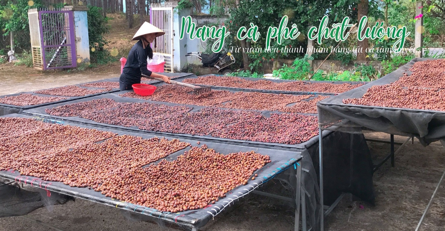 Midori coffee farm 03